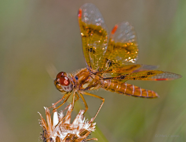 Dragonflies