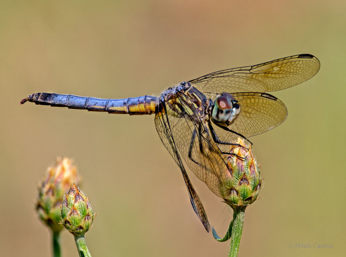 Dragonflies