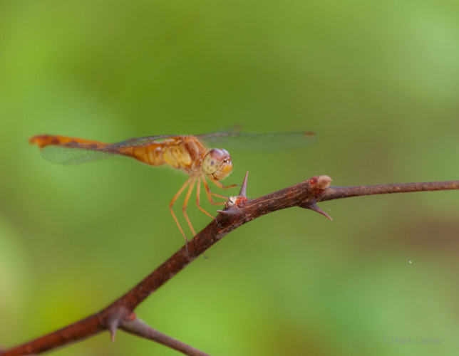 Dragonflies