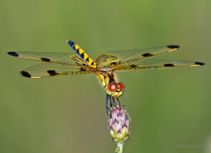 Dragonflies