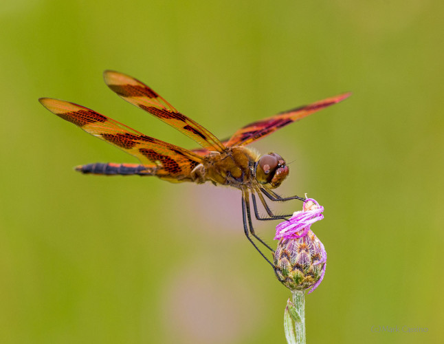 Dragonflies