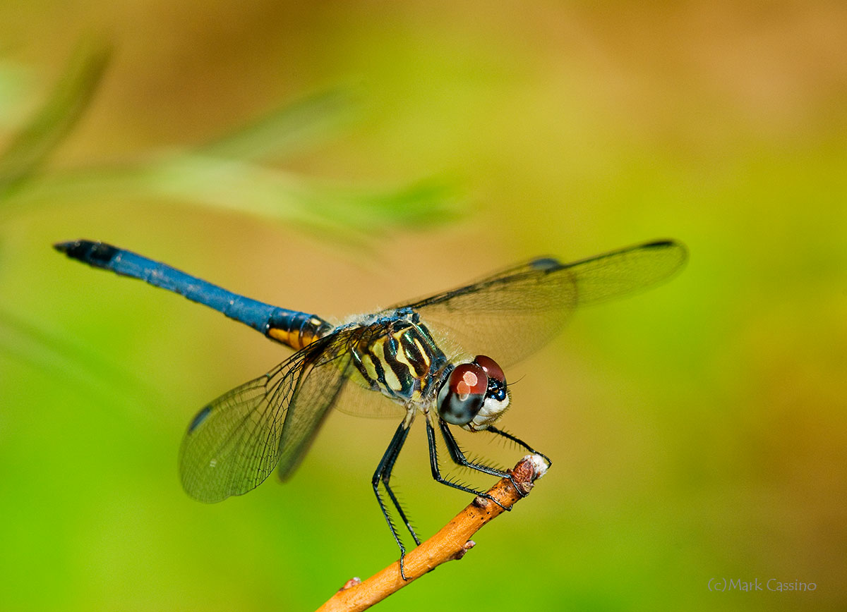 Dragonflies