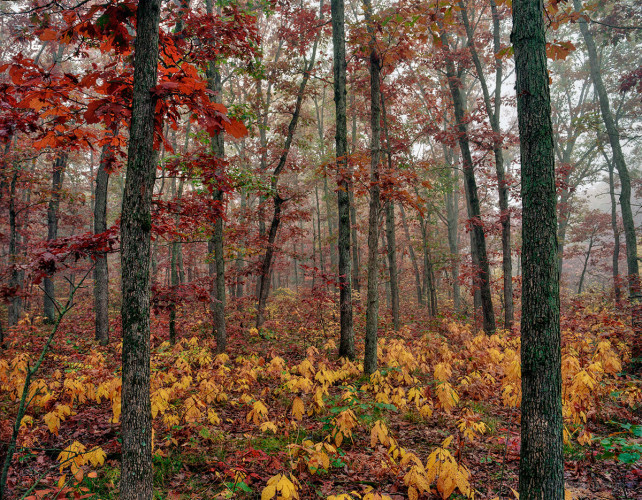 The Forest