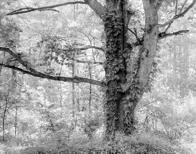 The Forest