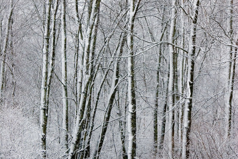 Winter Woods II