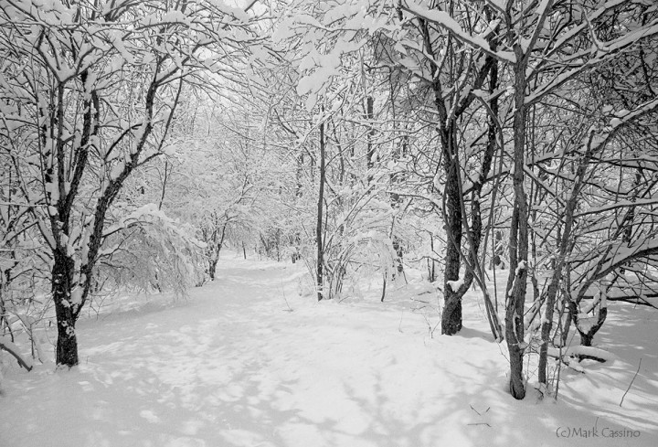 The Forest