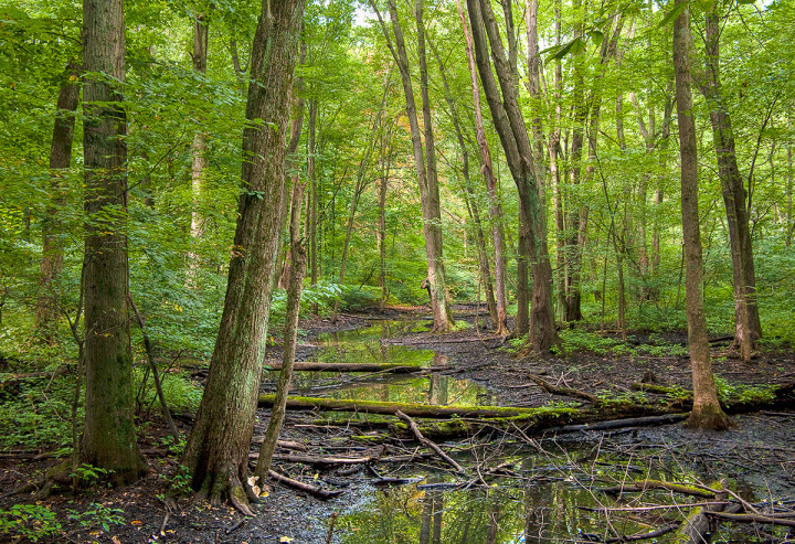 The Forest