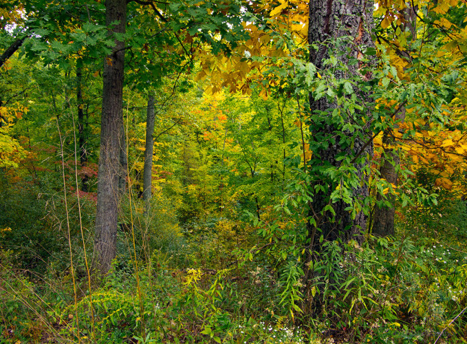 The Forest