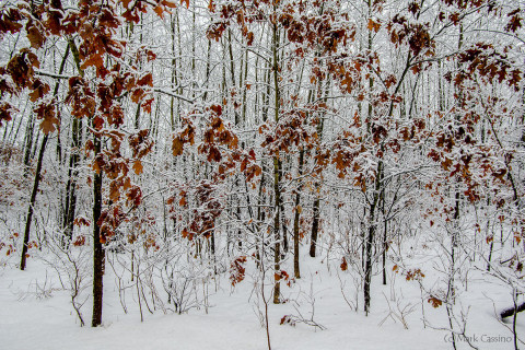 Wintry Thicket