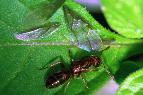 Photograph of Ant with Recently Shed WIngs