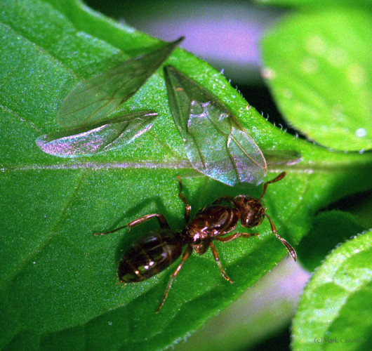 Insects and Spiders