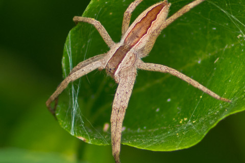 Photograph of Nursury Web Spider - Pisaurina mira