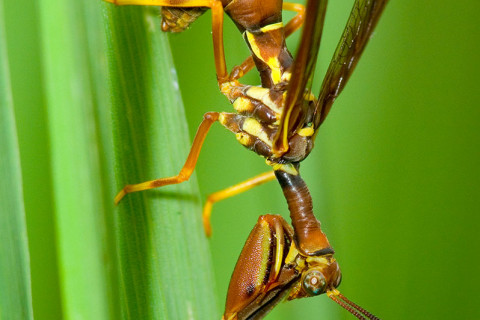 Photograph of Mantid Fly - family Mantispidae (?)