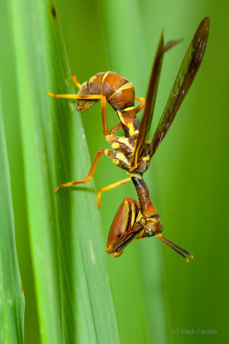 Insects and Spiders