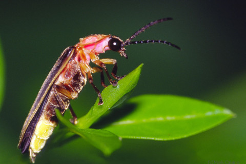 Photograph of a Firefly - probably Photinus pyralis