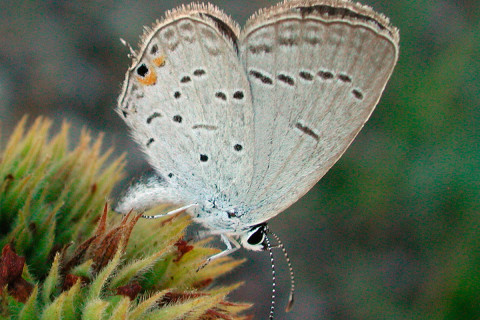 Photograph of Eastern Tailed Blue - Cupido comyntas