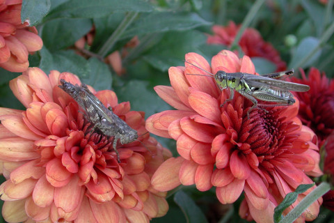 Photograph of Grasshoppers on Red Flowers
