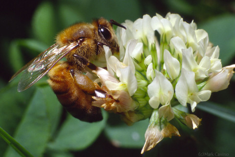 Photograph of Honey Bee on Clover - Apis mellifera