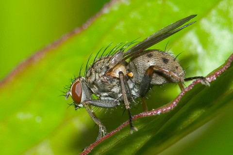 Photograph of a Flesh Fly - family Sarcophagidae (?)