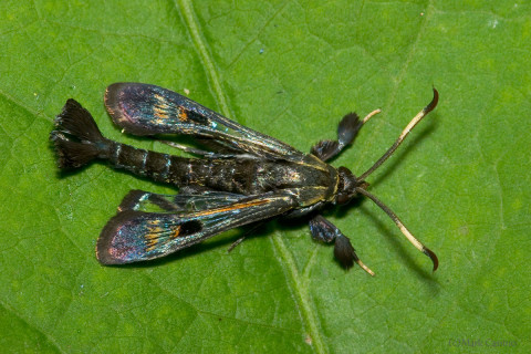 Photograph of Clearwing Moth - family Sesiidae