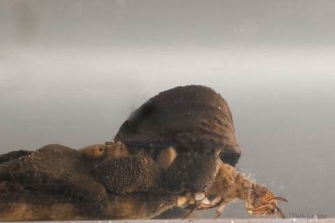 Photograph of Caddisfly (aquatic stage - in case) - order Trichoptera