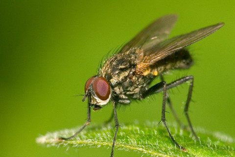 Photograph of Flesh Fly - family Sarcophagidae (?)