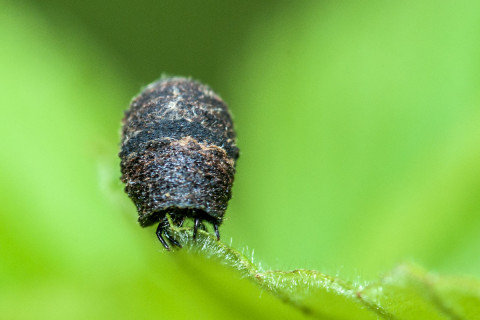 Photograph of Casebearer Beetle – family Chrysomelidae