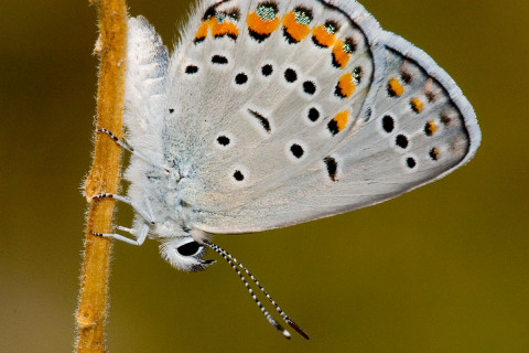 Photograph of Karner Blue Butterfly- Lycaeides melissa samuelis