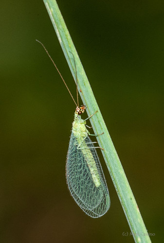 Insects and Spiders