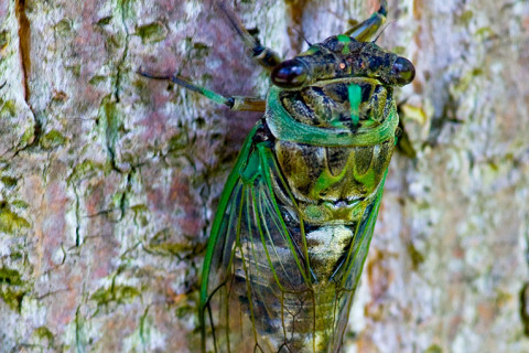 Photograph of Cicada - family Cicadidae