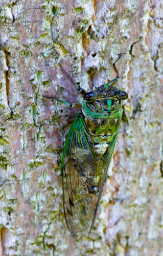 Insects and Spiders