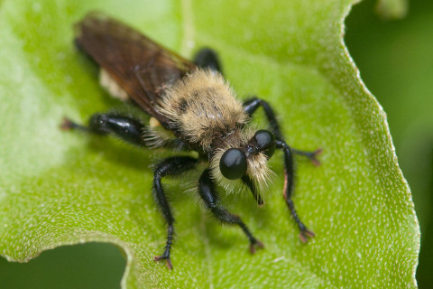 Photograph of Bee Hunter (Robberfly) - genus Laphria
