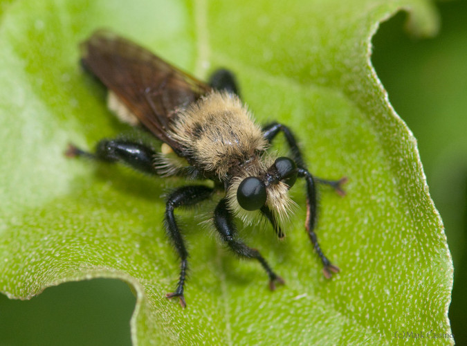 Insects and Spiders