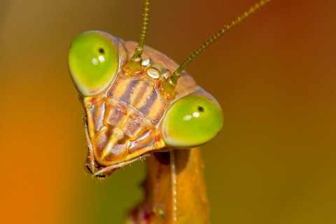 Photograph of Chinese Mantis - Tenodera sinensis