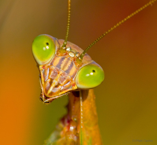 Insects and Spiders
