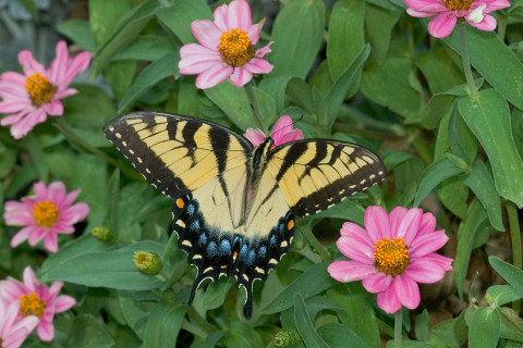 Photograph of Tiger Swallowtail - Papilio Glaucus