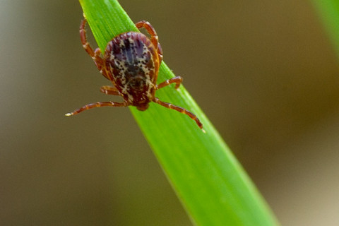 Photograph of Tick on Grass Blade - family Ixodidae (?)