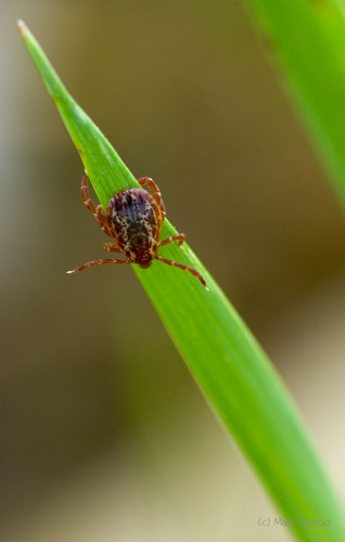 Insects and Spiders