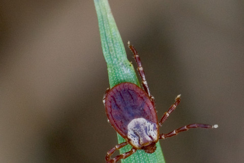 Photograph of Tick on Grass Blade - family Ixodidae (?)
