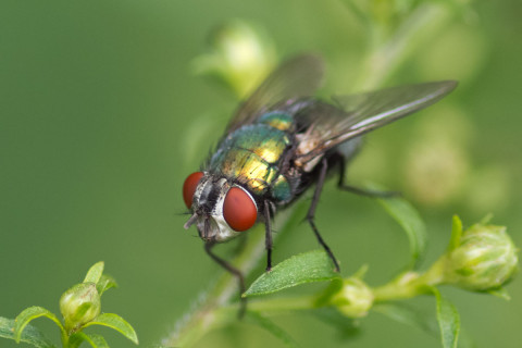 Photograph of Green Bottle Fly - Lucilia sericata