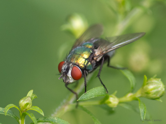 Insects and Spiders