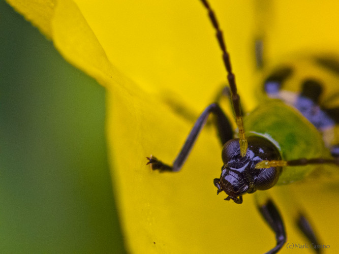 Insects and Spiders