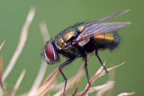 Photograph of Green Bottle Fly - Lucilia sericata