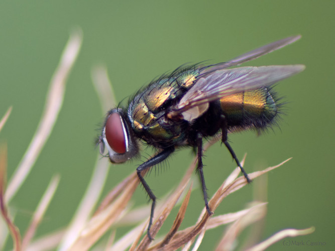 Insects and Spiders