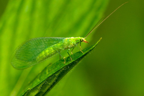 Photograph of Green Lacewing - family Chrysopidae