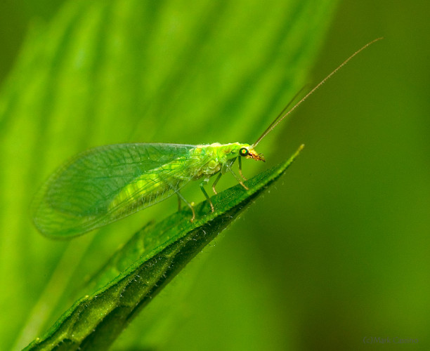 Insects and Spiders