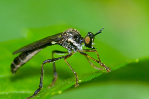 Photograph of a Dance Fly - family Empididae
