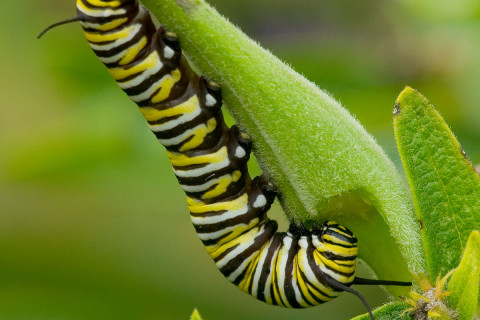 Photograph of Monarch Butterfly Caterpiller on Milkweed - Danaus plexippu