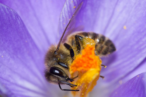 Photograph of Honey Bee - Apis mellifera