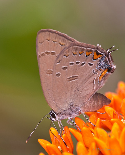 Insects and Spiders